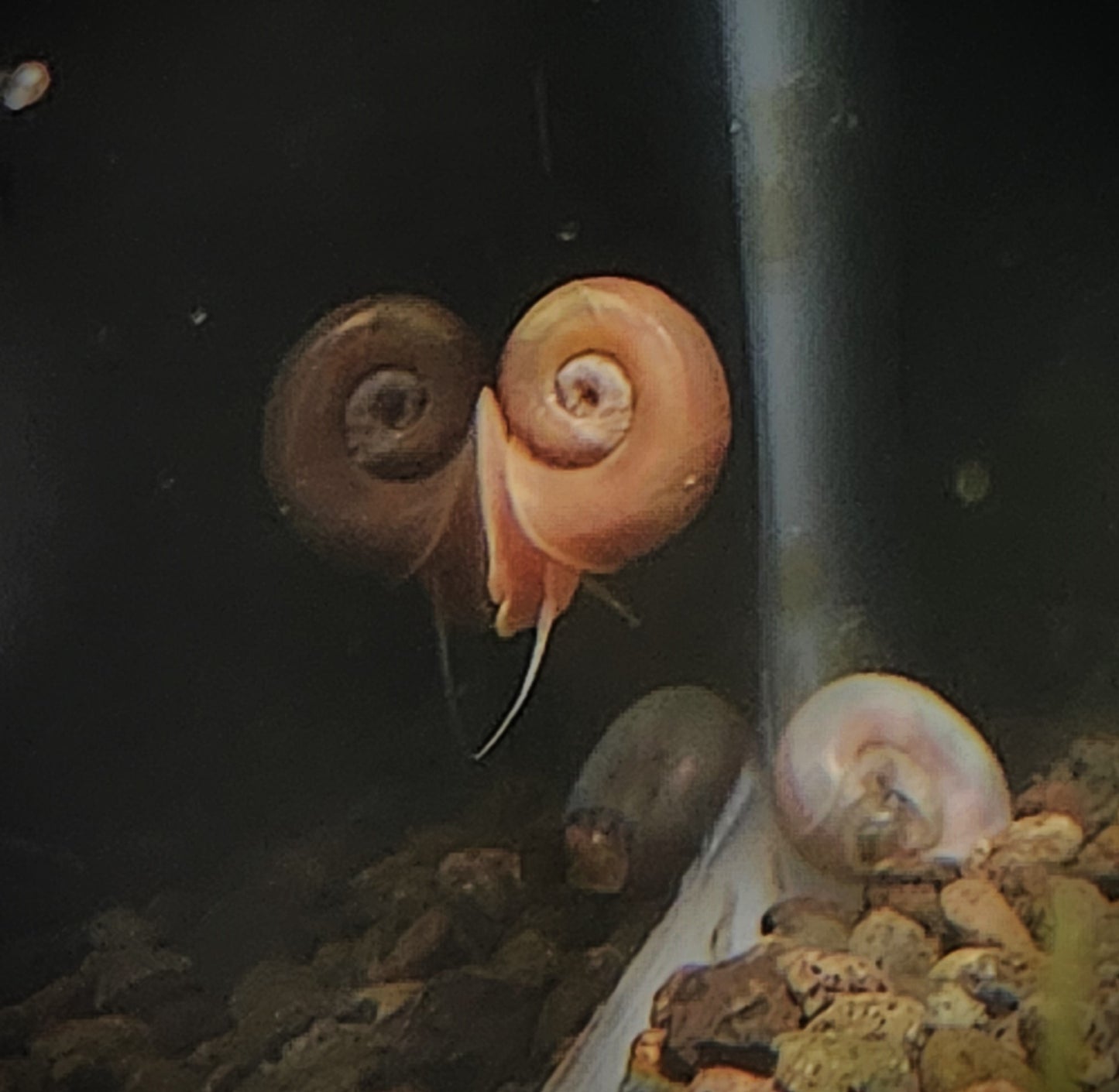 Ramshorn Snails