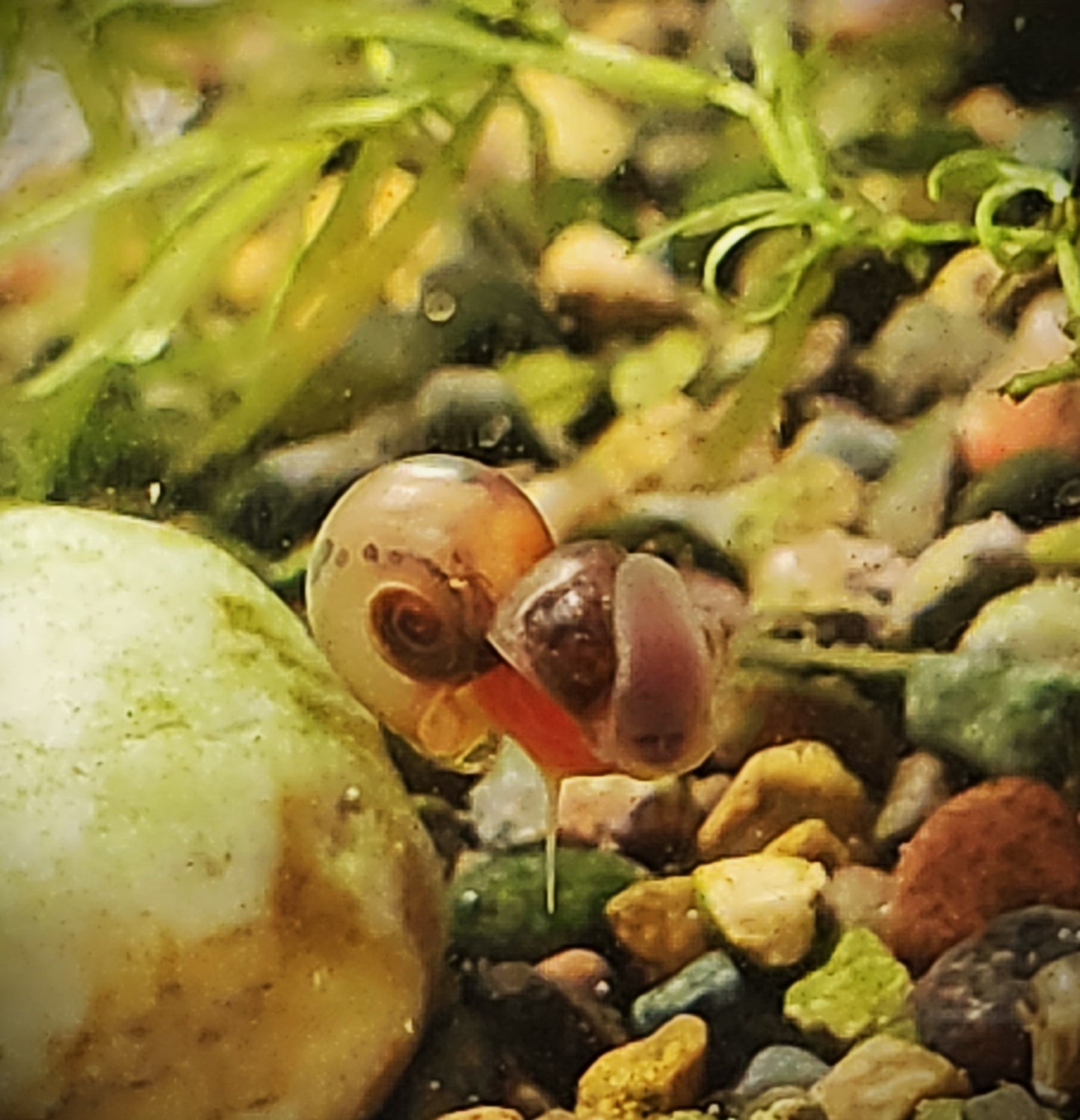 Ramshorn Snails