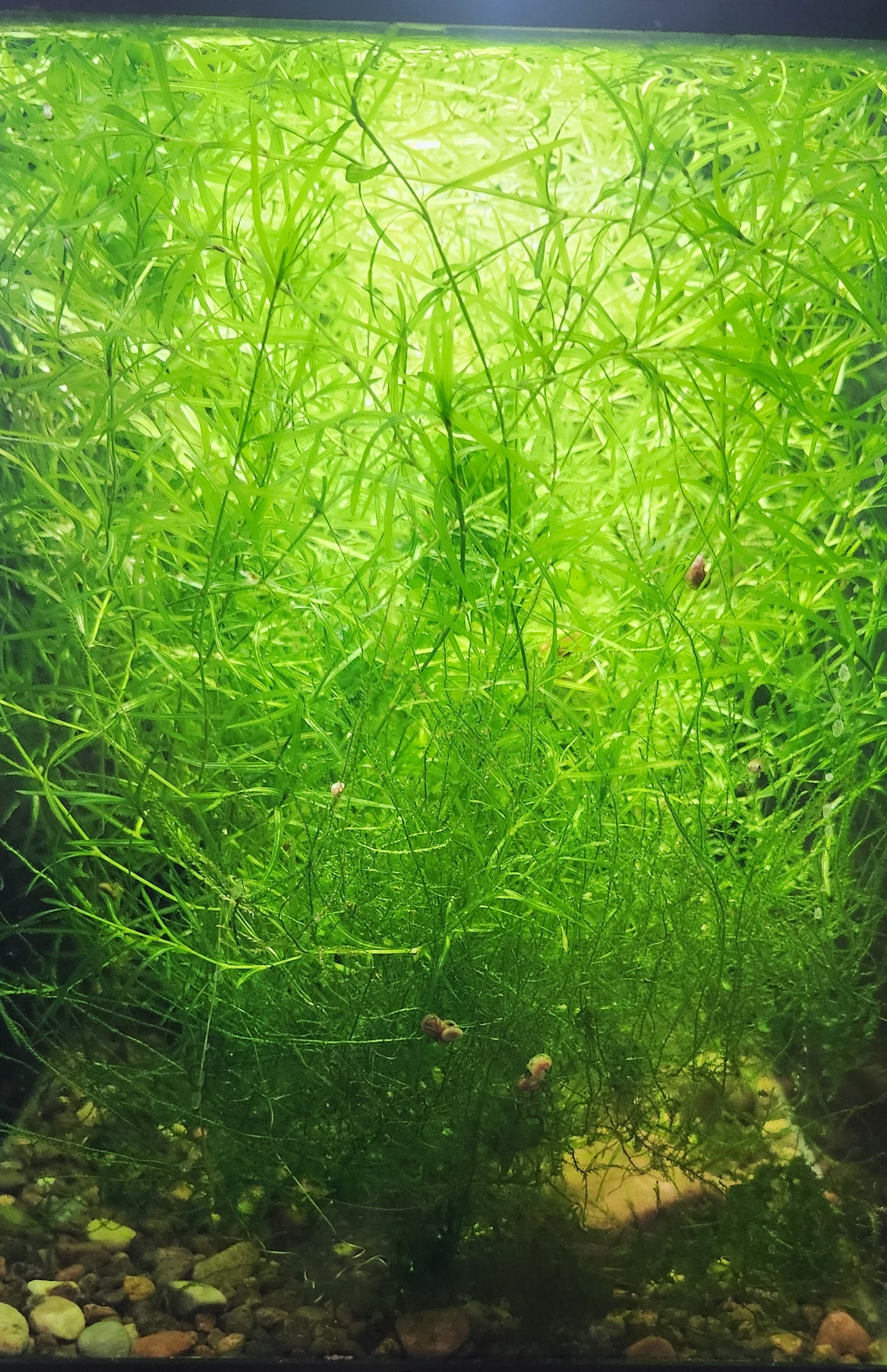 "Guppy Grass" Najas guadalupensis