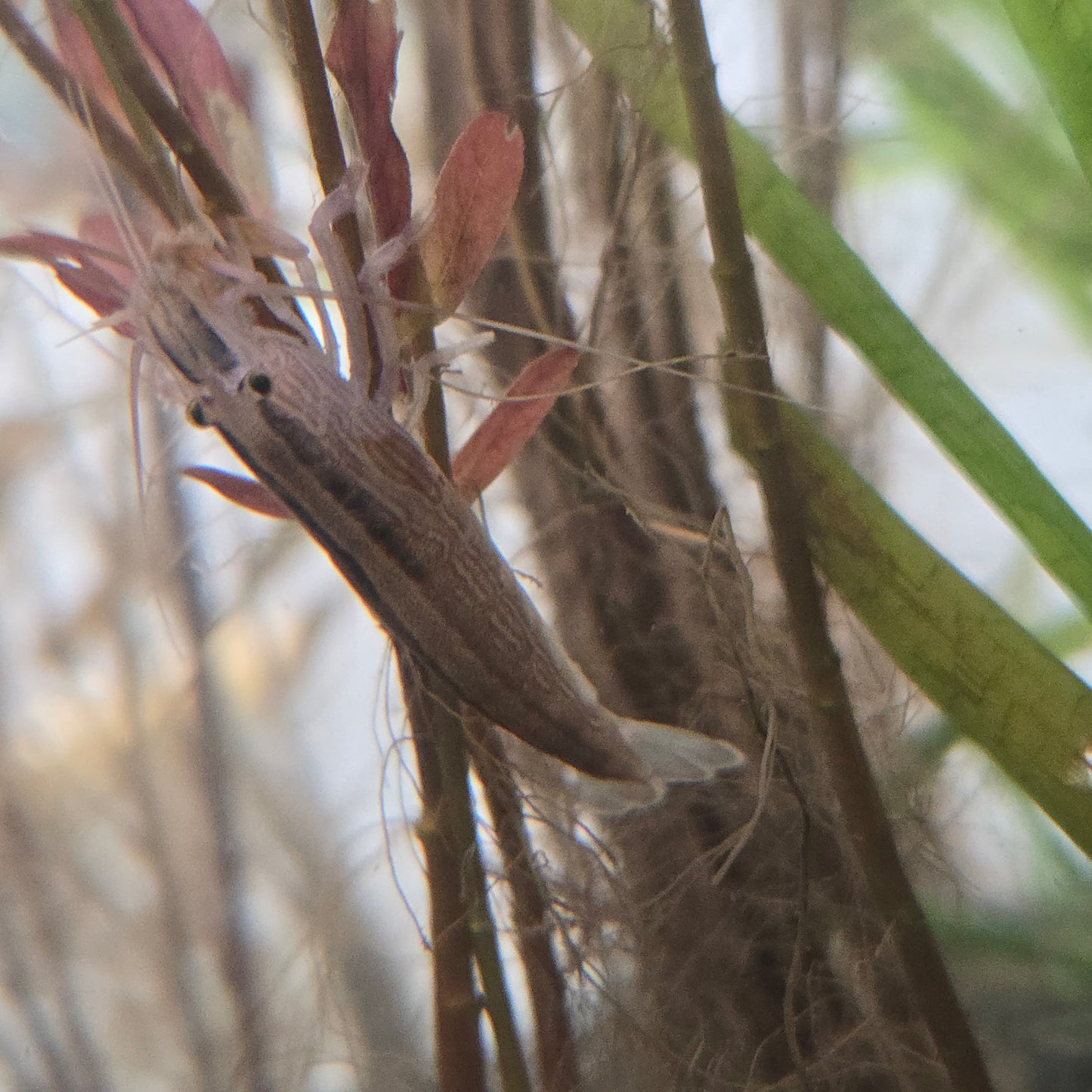 Bamboo shrimp