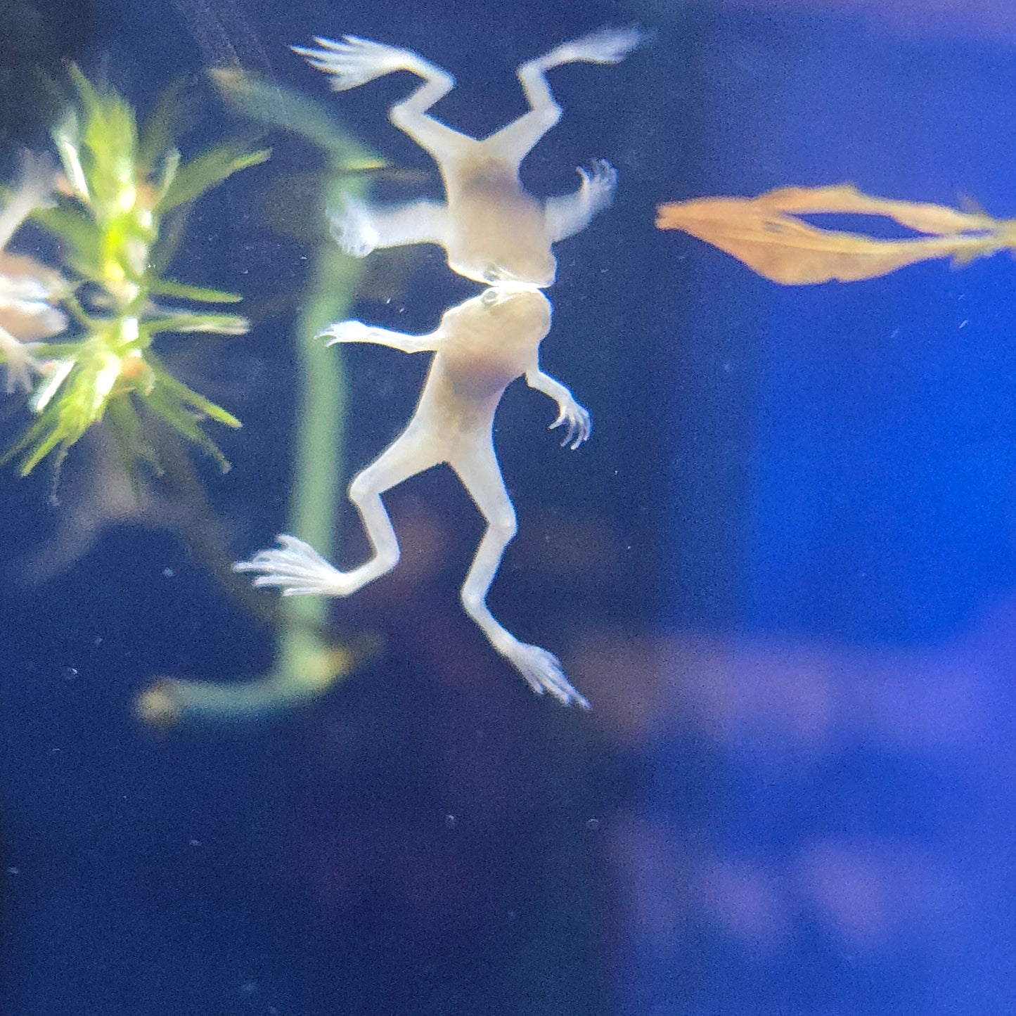 Dwarf Zaire Albino Frog ~ Hymenochiros boettgeri