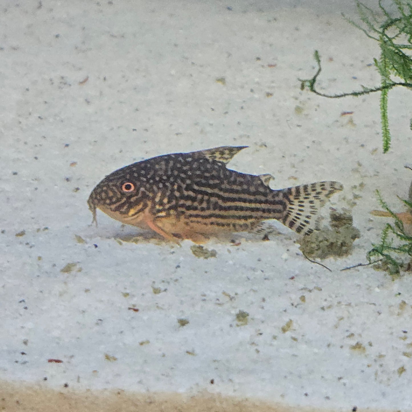 Corydoras