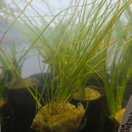 Vallisneria italiana