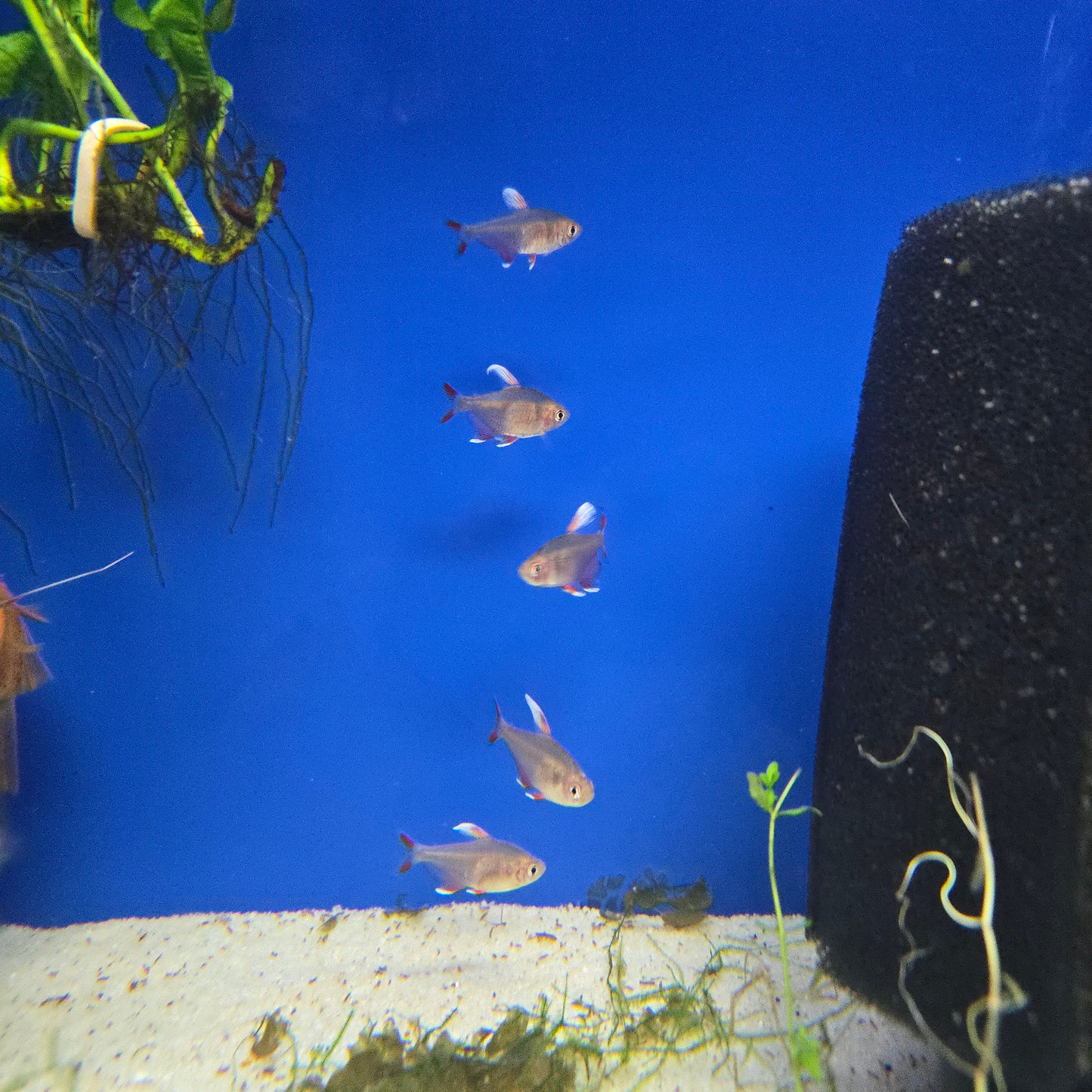 Candy Cane Tetra ~ Hyphessobrycon bentosi