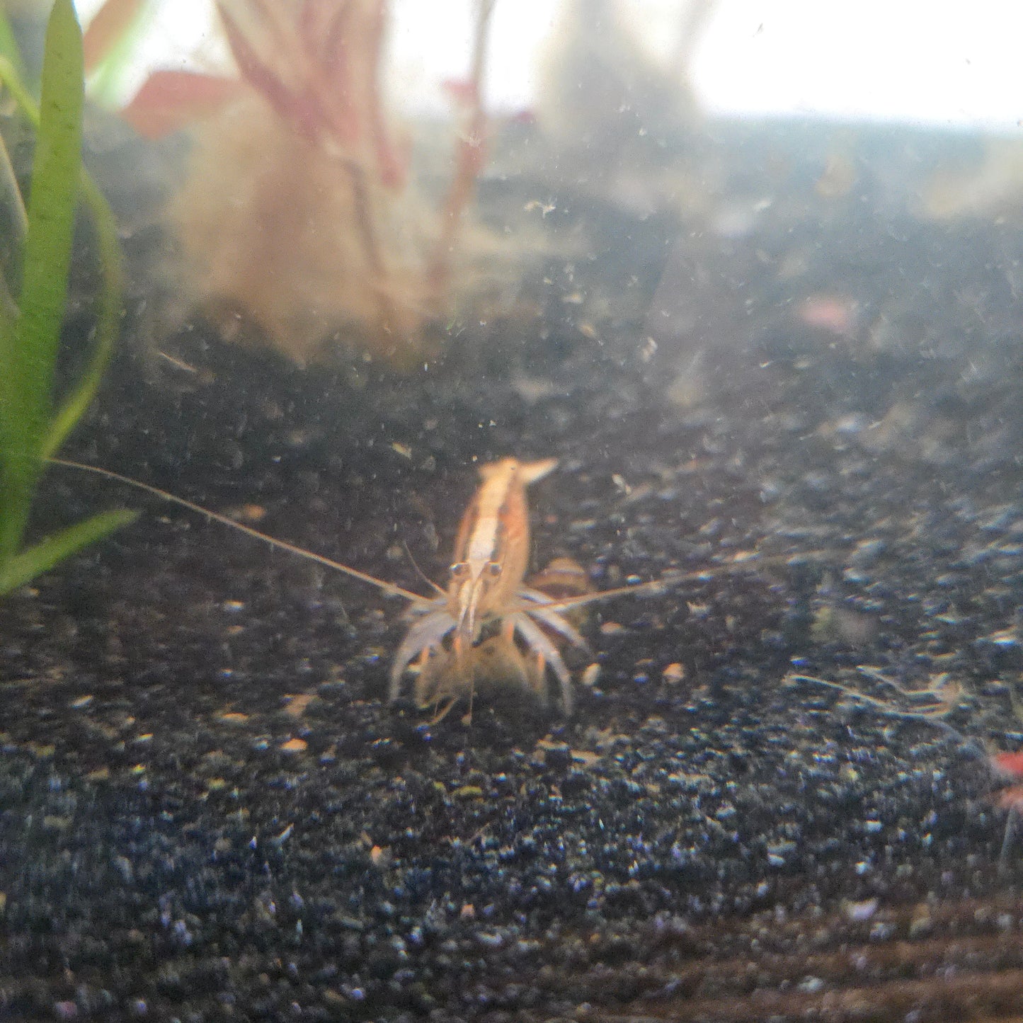 Bamboo shrimp