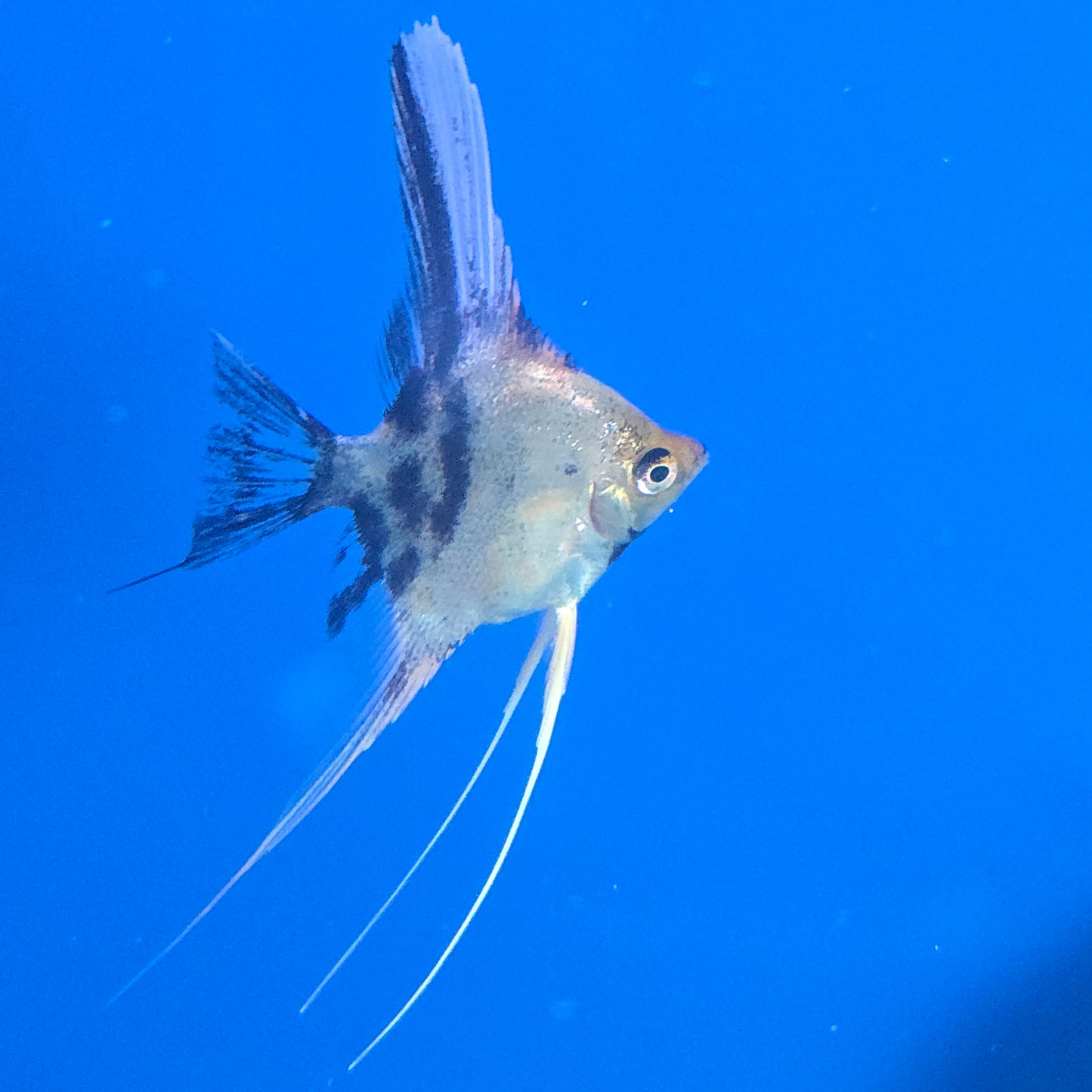 Angelfish ~ Pterophyllum scalare [Mixed]