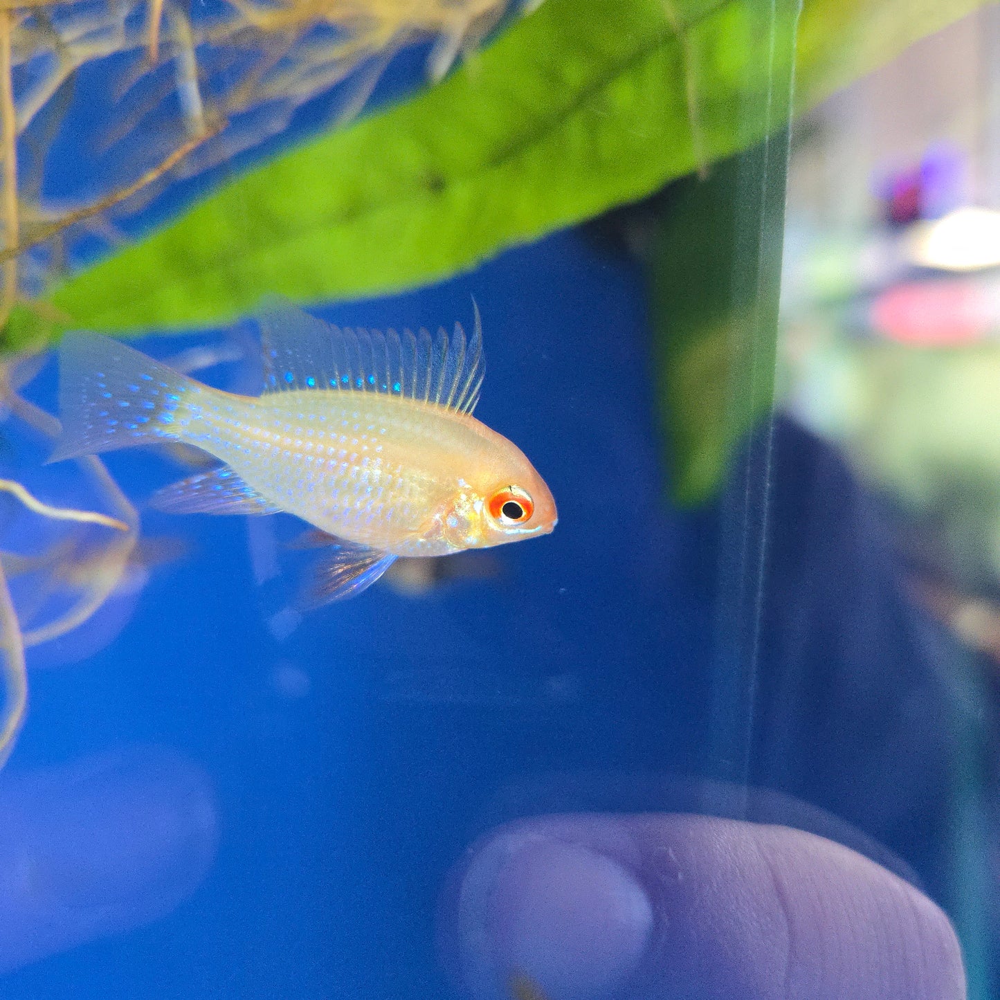 Gold Ram ~ Mikrogeophagus ramirezi
