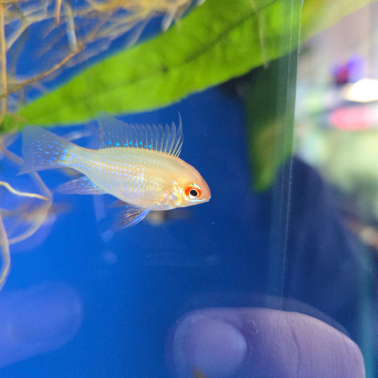 Gold Ram ~ Mikrogeophagus ramirezi
