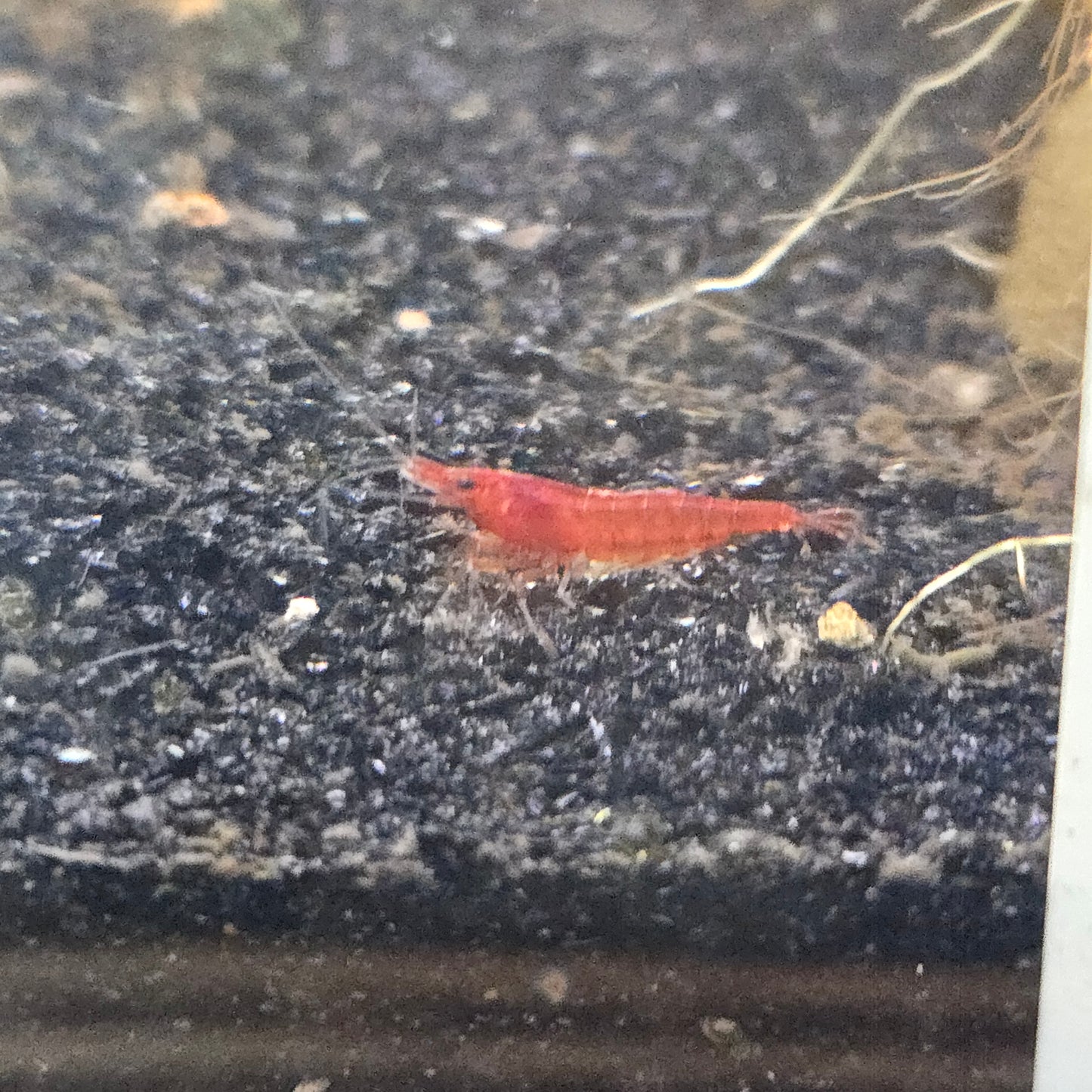 Cherry Shrimp ~ Neocaridina davidi