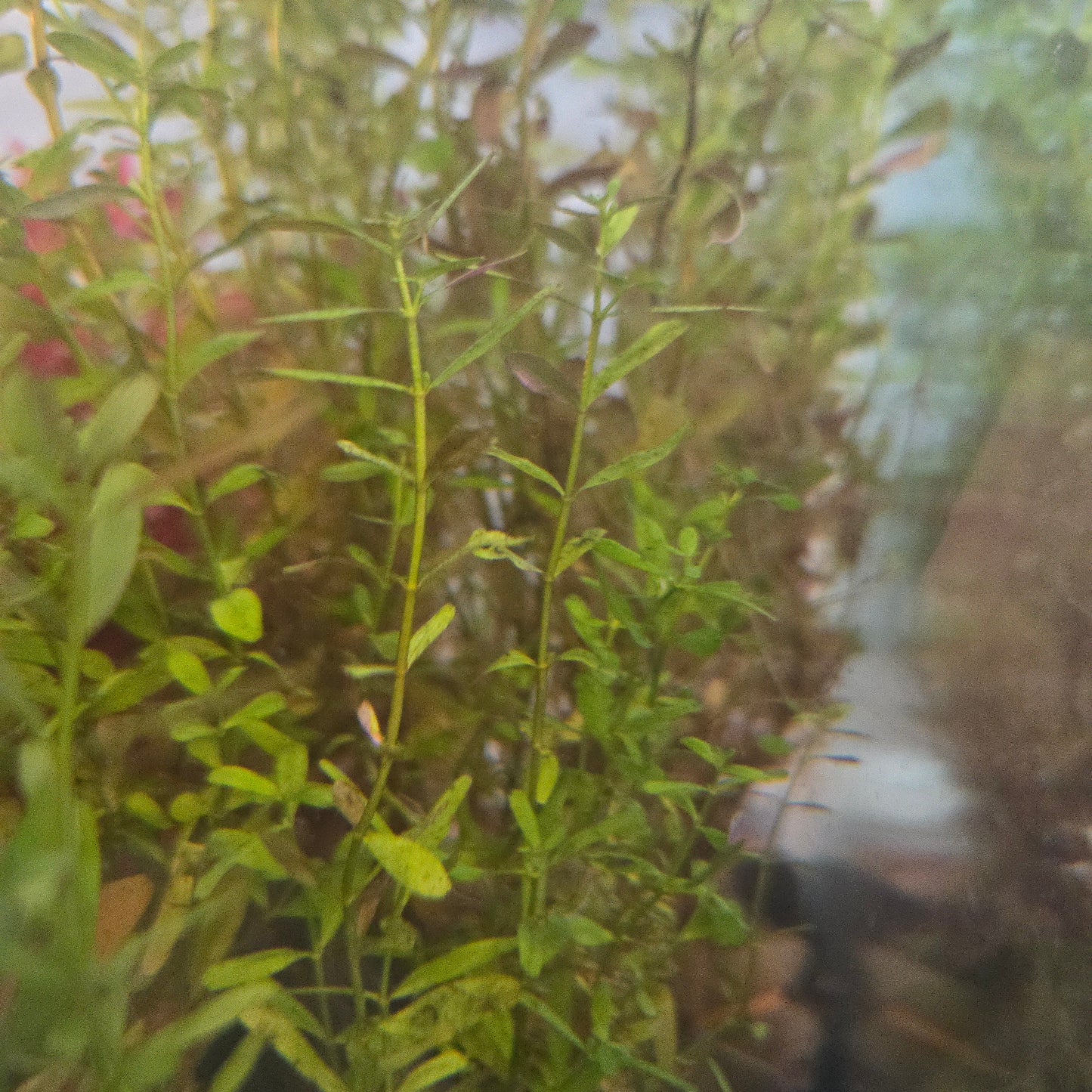 Rotala Rotundifolia "Regular"