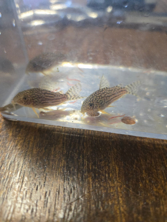 Sterbai Cory ~ Corydoras sterbai