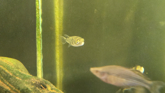 Amazon Puffer ~ Colomesus asellus