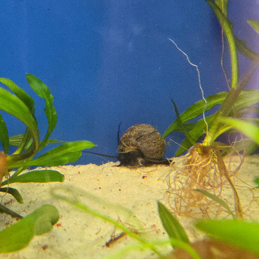 Mystery Snail ~ Pomacea sp.