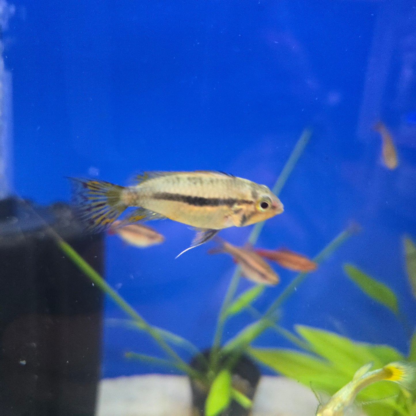 Cockatoo Dwarf Cichlid ~ Apistogramma cacatuoides