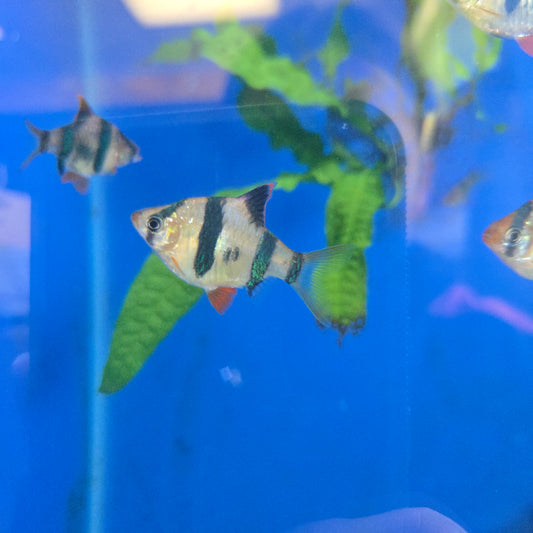Tiger Barb ~ Puntigrus tetrazona