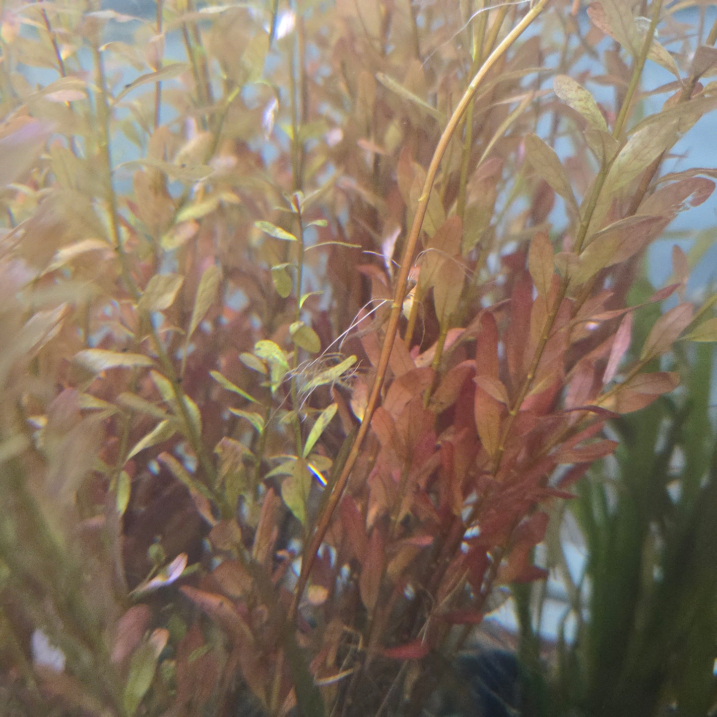 Ludwigia Inclinata