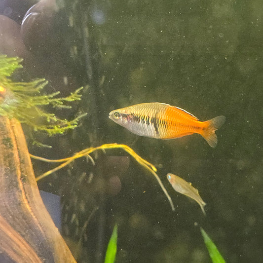 Boseman’s Rainbowfish ~ Melanotaenia boesemani