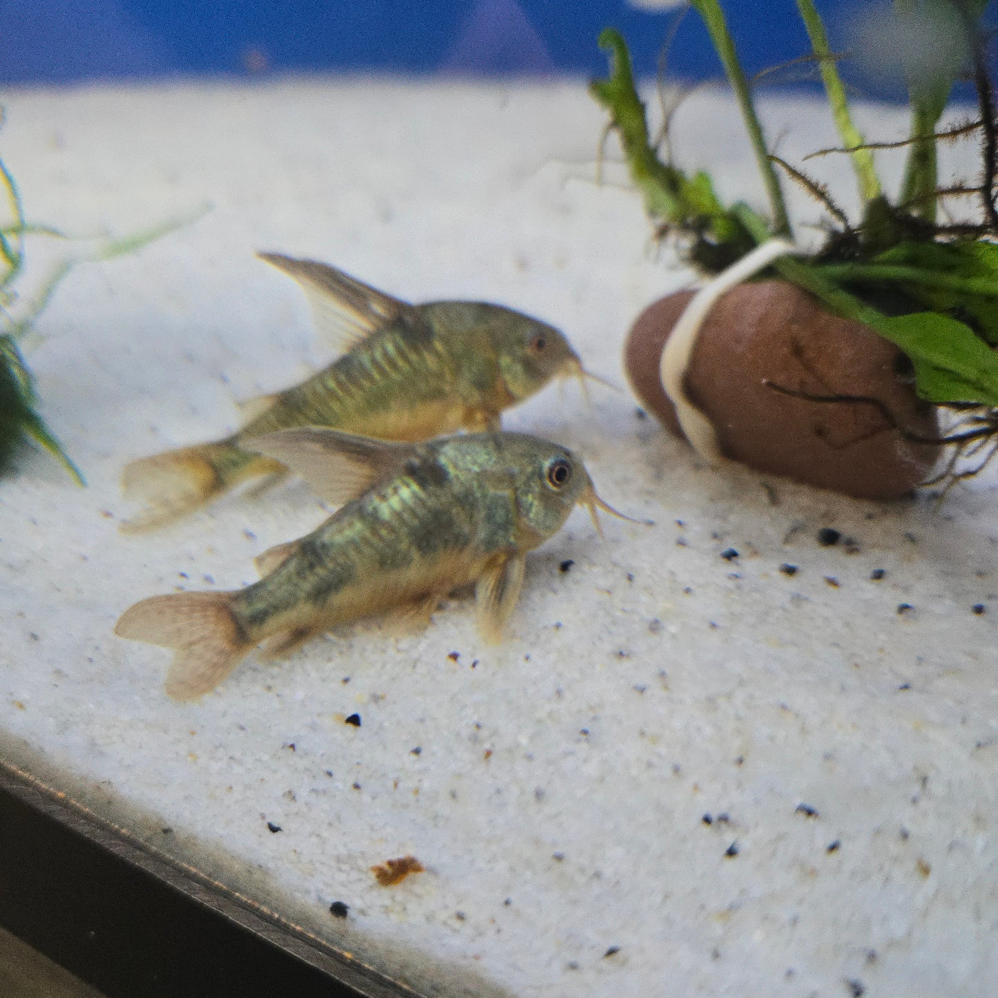 Corydoras