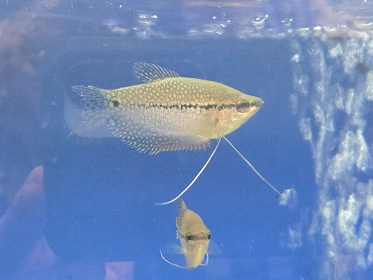 Pearl Gourami ~ Trichopodus leerii