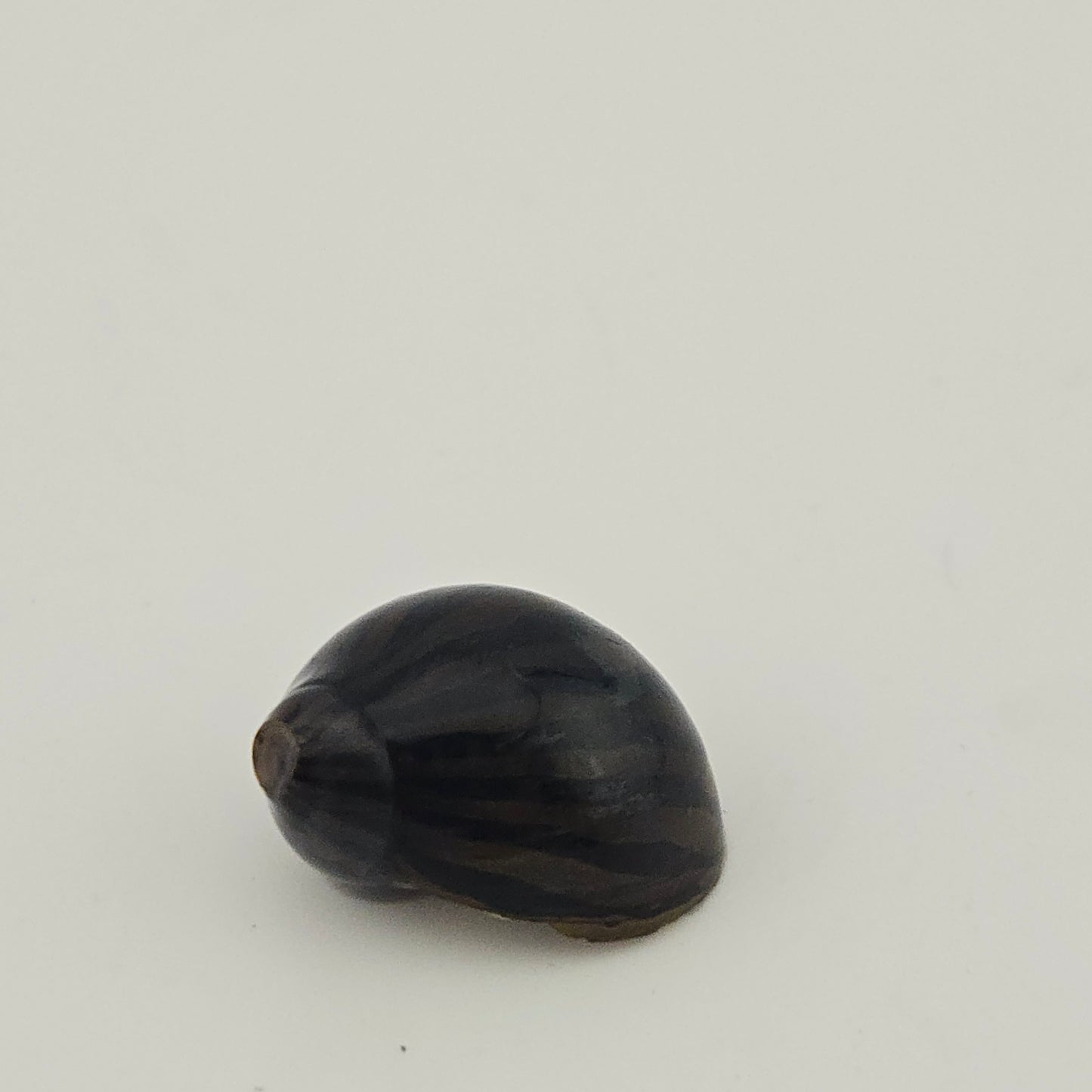 Nerite Snail ~ Neritina sp.