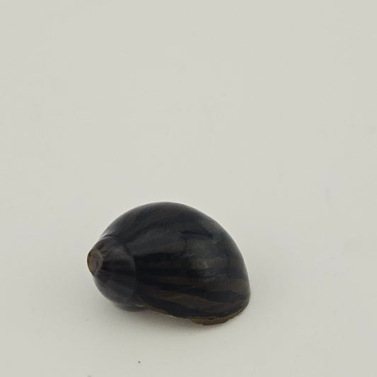 Nerite Snail ~ Neritina sp.