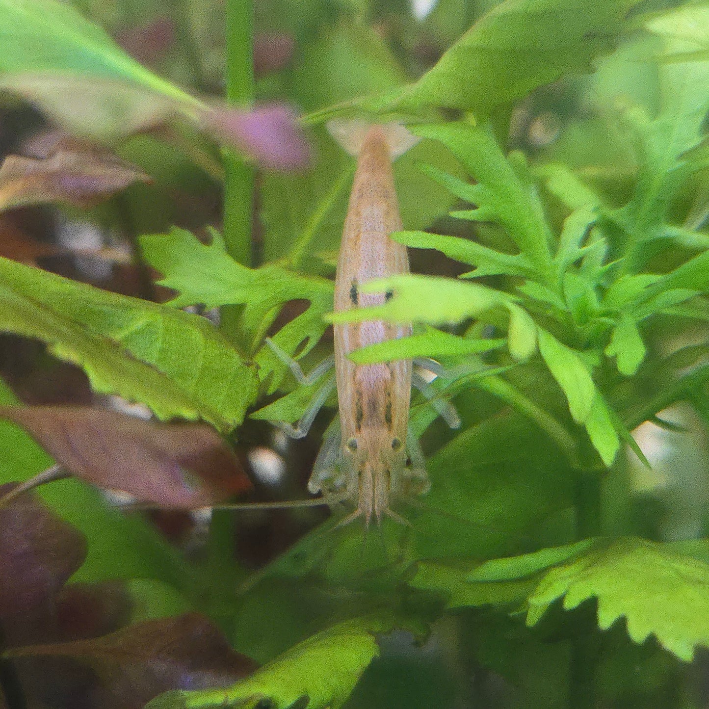 Bamboo shrimp