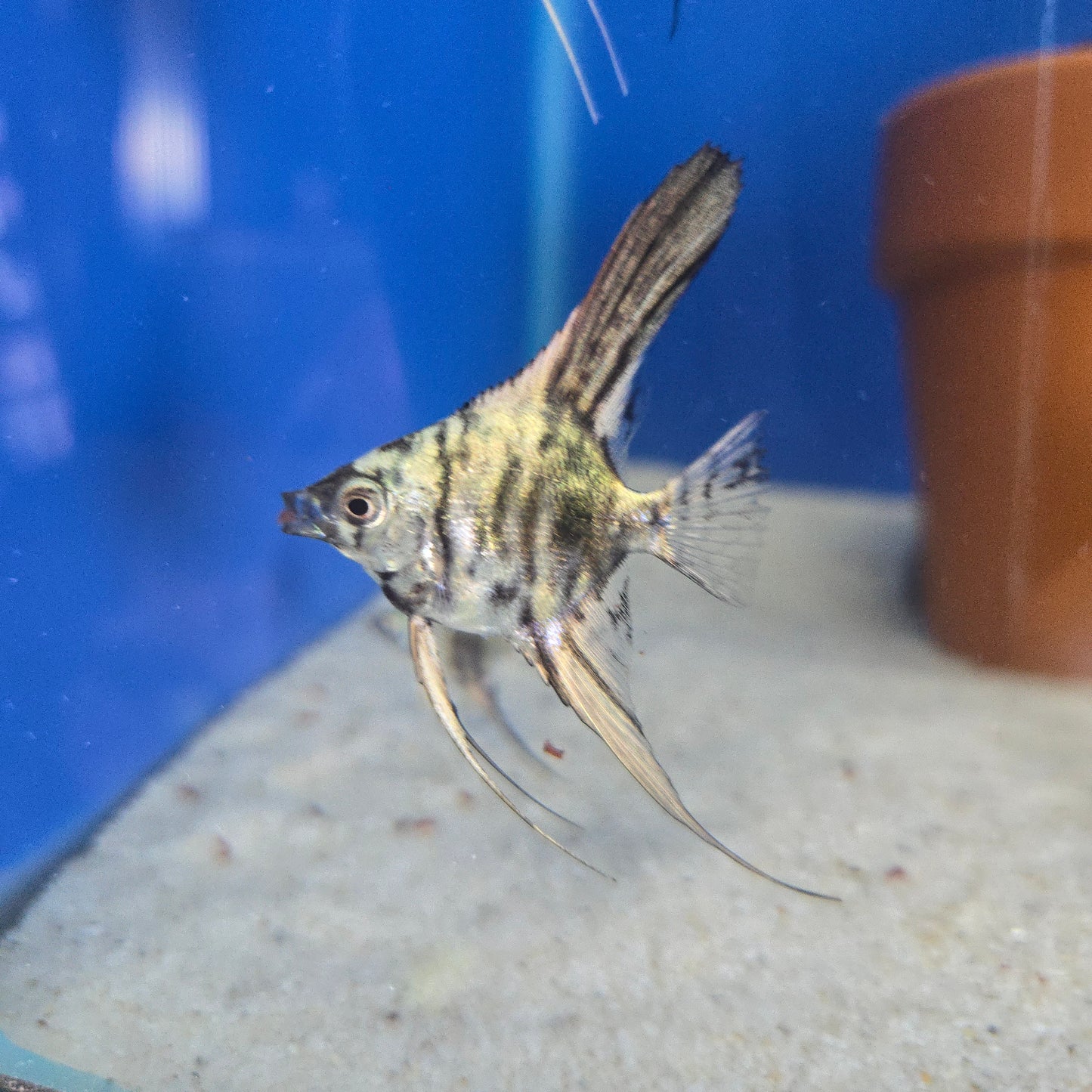 Angelfish ~ Pterophyllum scalare [Mixed]