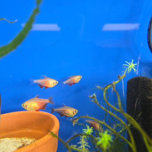 Orange Von Rio Tetra ~ Hyphessobrycon flammeus