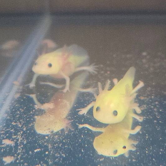 Axolotl