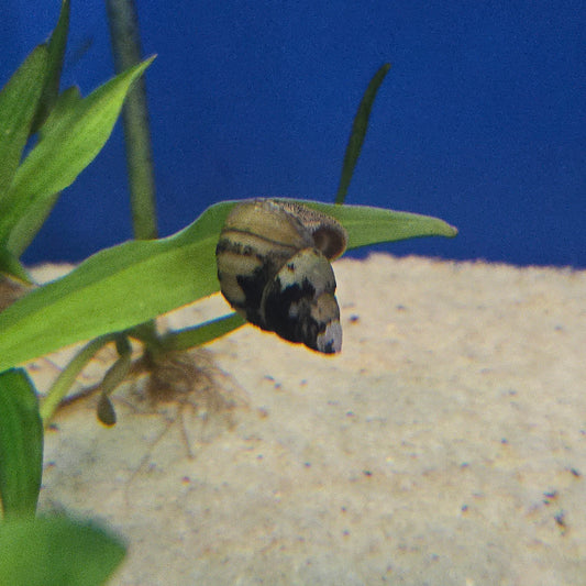 Japanese Trapdoor Snail ~ Bellamya japonica