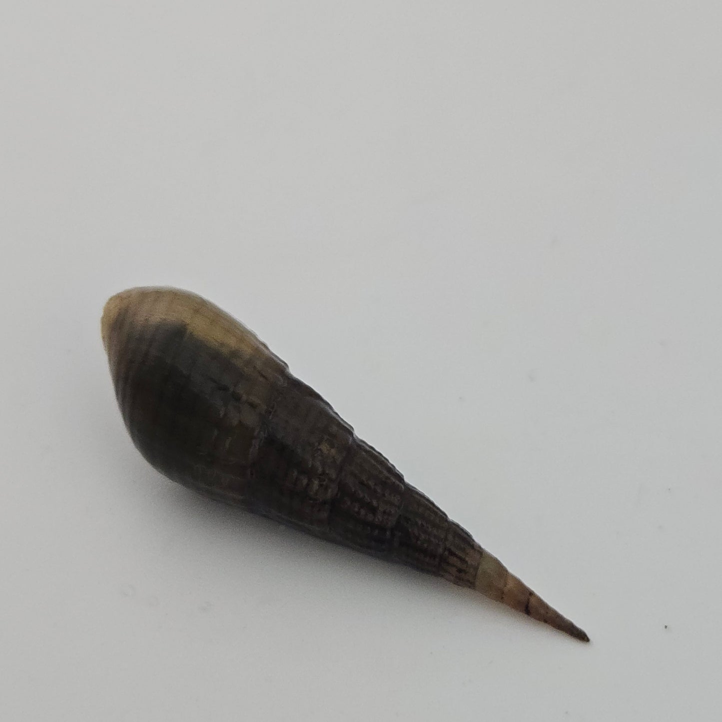 Chopstick Snail ~ Stenomelania torulosa