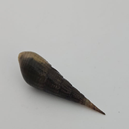Chopstick Snail ~ Stenomelania torulosa