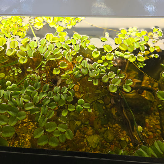 Salvinia Cucullata ~ Asian Watermoss Velvet Spangles