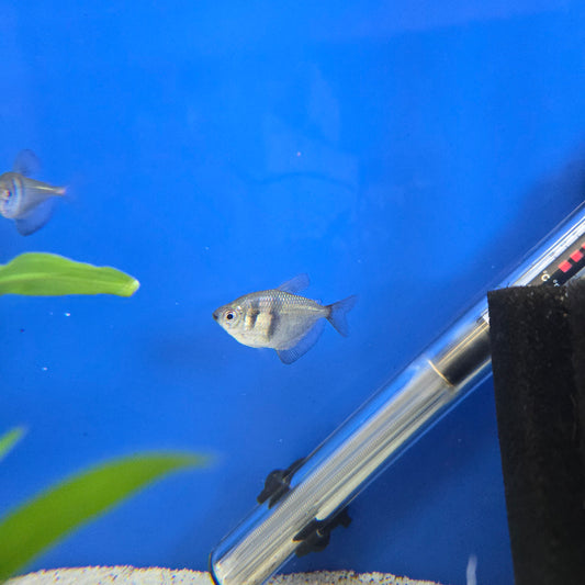 Black Skirt Tetra ~ Gymnocorymbus ternetzi