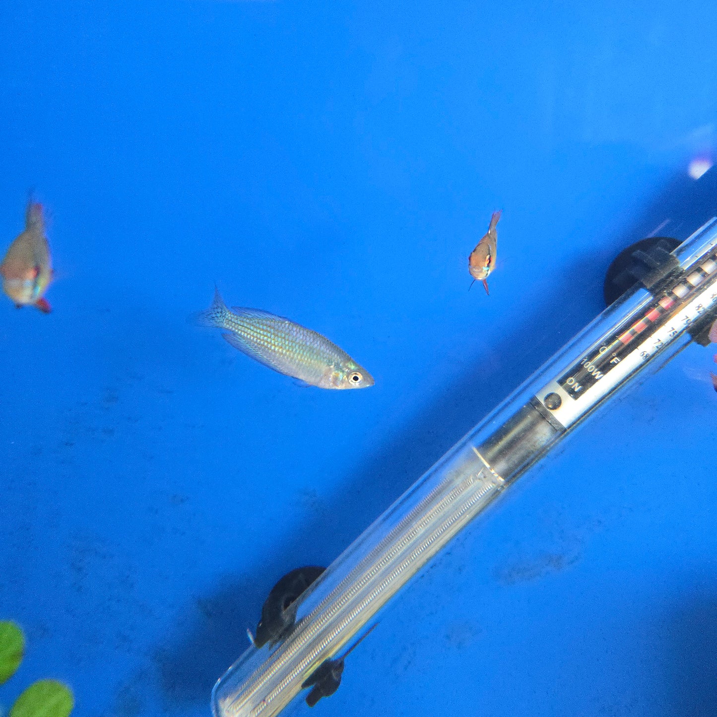 Australian Rainbowfish ~ Melanotaenia splendida australis