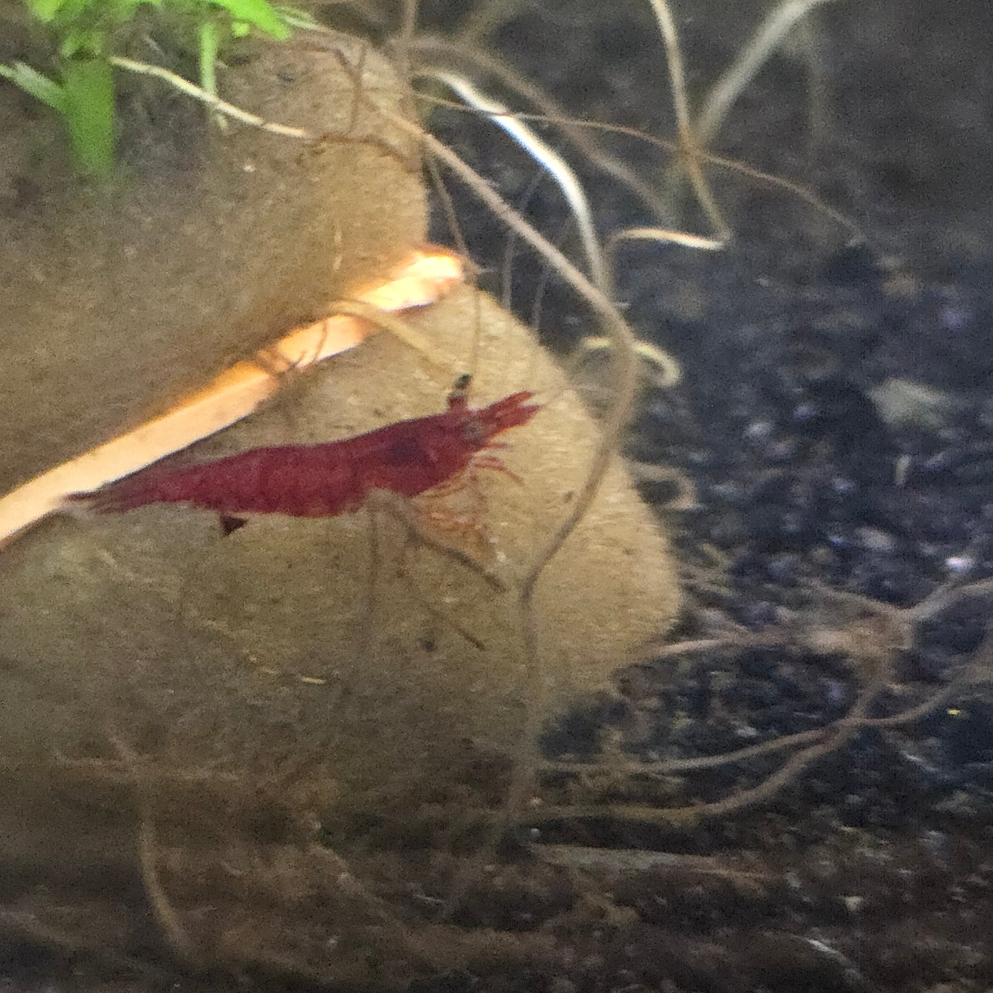 Cherry Shrimp ~ Neocaridina davidi