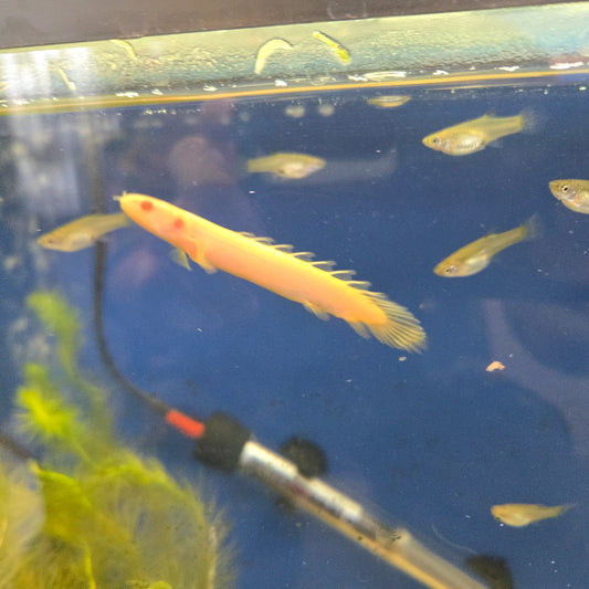 Bichir Senegalus ~ Polypterus senegalus