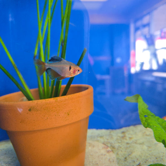 Serpae Tetra ~ Hyphessobrycon eques