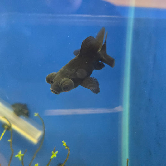 Black Moor Goldfish ~ Carassius auratus