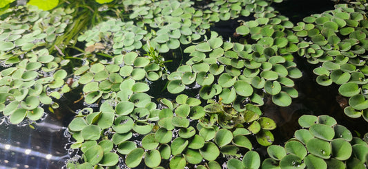 Salvinia Cucullata